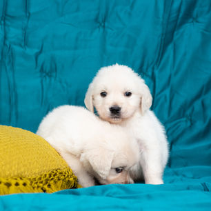 Blondi's Boys  -01.jpg