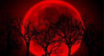 Los pies en la tierra, para Laura Márquez, Ouivo Violeta colaboración