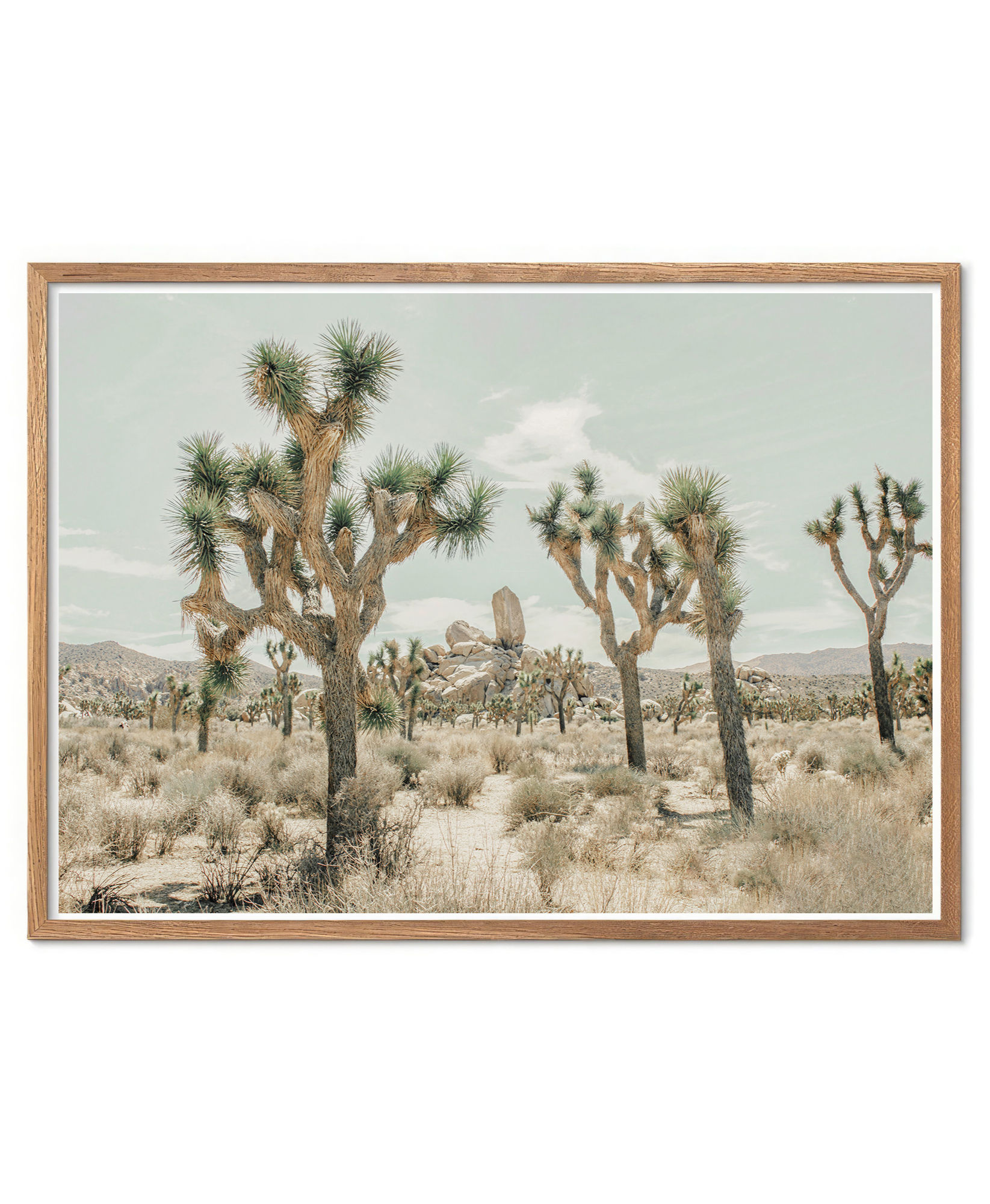 Joshua tree