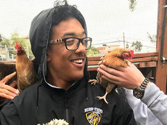 Green Dragons Become “Chicken Whisperers”