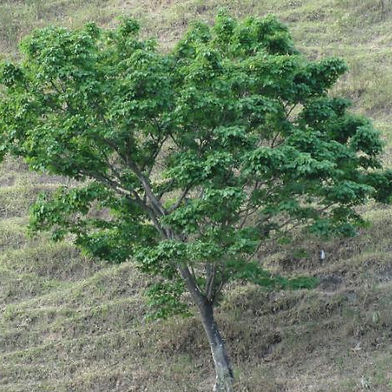Pau-pereira (Tsunu)