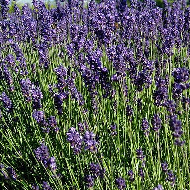 Lavanda