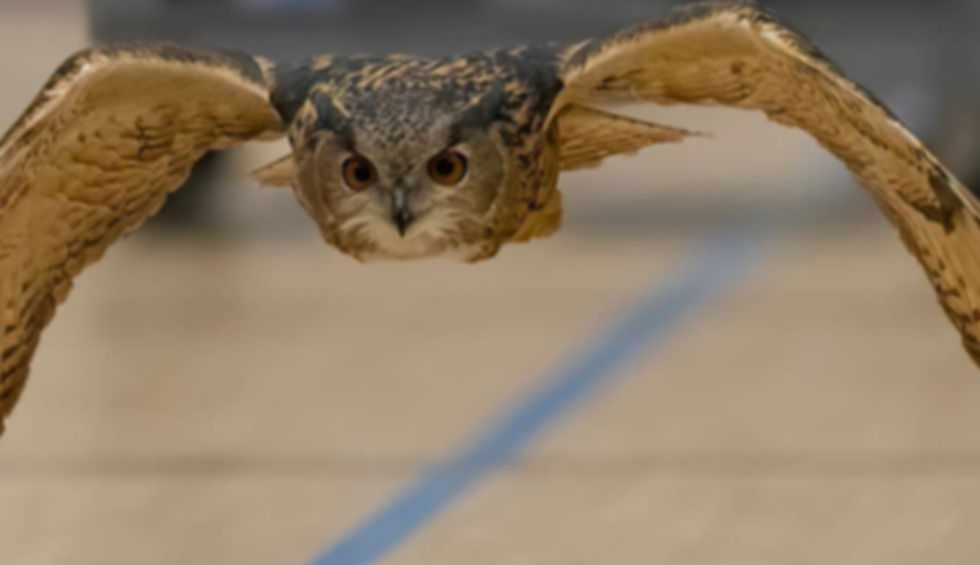 OwlbertFl1B.jpg