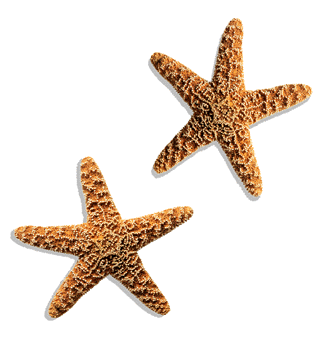 starfishdouble.gif