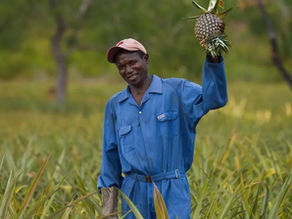 East Africa Fruits: Closing the Cold Chain Gap in Tanzania