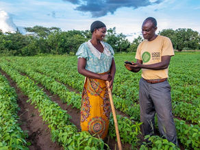 The Legume Solution: How Good Nature Agro Triples Farmer Incomes in Zambia