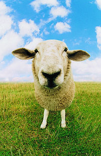 Sheep