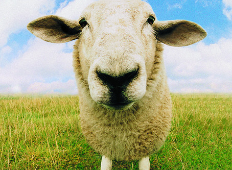 Does the Shepherd have a Flock or One Sheep?