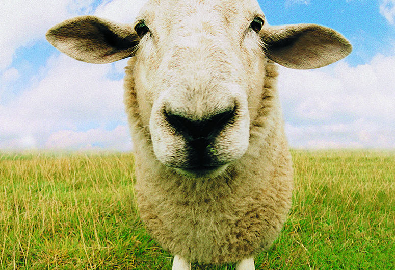 She won't count sheep 'cuz she scared of sheep!! Okay, well, just count!