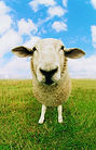 Farm Animals