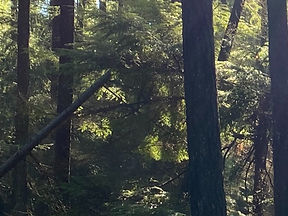 Hoe reflectie/ reflecteren