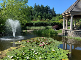 IMG_6096 new pond fountain water lily pic cropped.jpeg