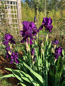 IMG_5642 bearded iris close up.jpeg