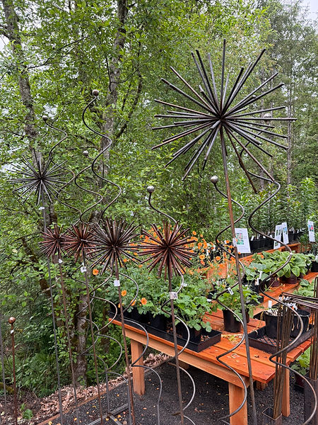 alliums and spirals.JPEG