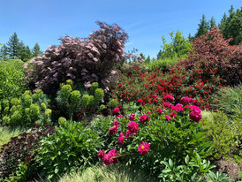 RR half outer peony euphorbia elderberry.jpeg
