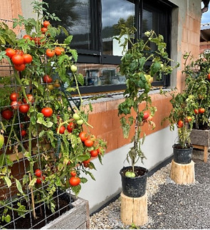 tomaten.jpg