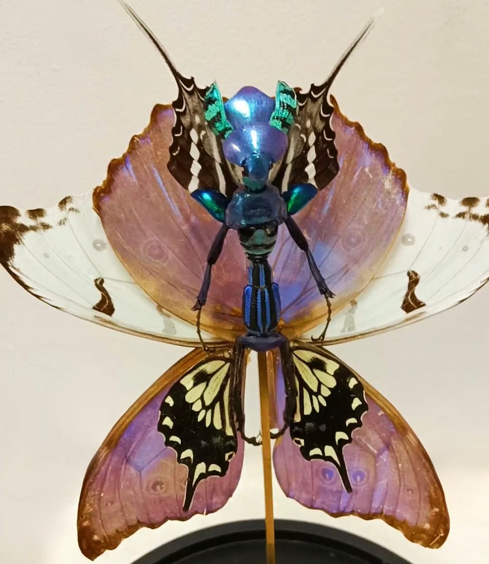Thumbnail: Fairies - Cedric Laquieze