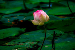 IMG_8187.jpg