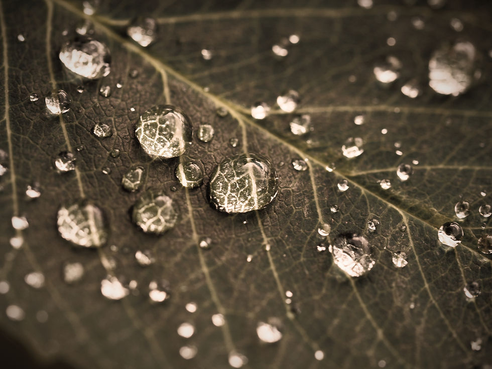 Raindrops on Leaf