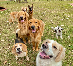 Portrait of cute dog pack playing and having fun at dog daycare and hotel posing with tong