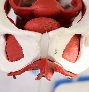 Anatomisches Beckenboden Modell