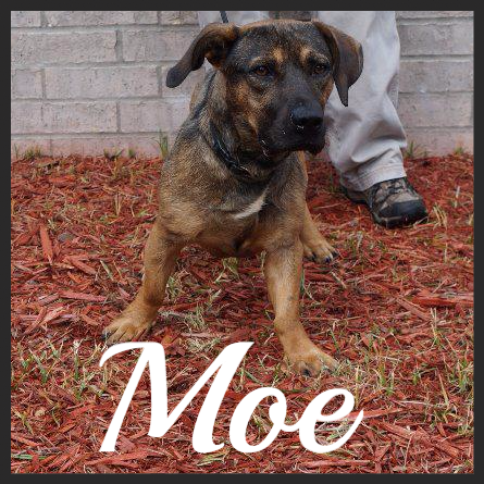 Moe (Pet ID# 36194)_Dog of the Week_Little Rock Animal Village_Friends of the Animal Village.jpg