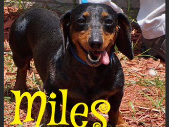 Meet Miles! FAV's Dog of the Week