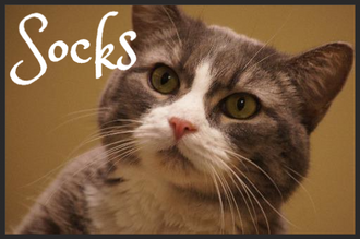 Meet Socks! FAV's Cat of the Week