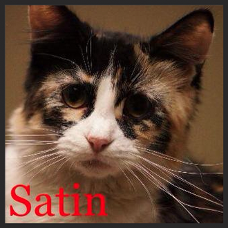 Meet Satin! FAV's Cat of the Week