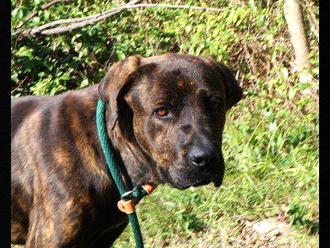 Meet Buford! FAV's Dog of the Week