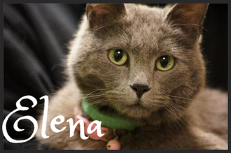 Meet Elena! FAV's Cat of the Week