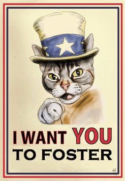 Rent A Kitten For Free