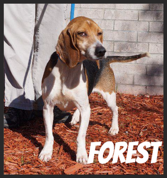 Meet Forest! FAV's Dog of the Week