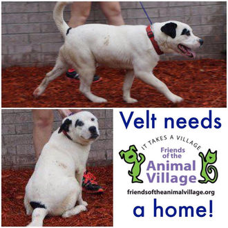 Meet Velt! FAV's Dog of the Week