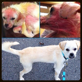 Survivor Story: Pinkerton