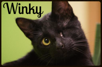Meet Winky! FAV's Cat of the Week
