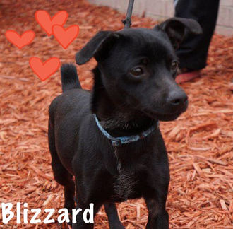 Meet Blizzard! FAV's Dog of the Week