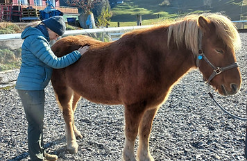 Pferd während Behandlung