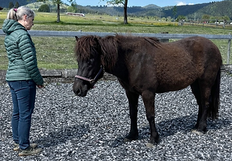 Pferd während Behandlung
