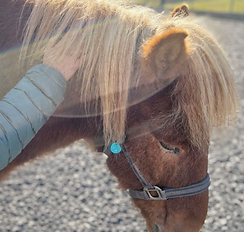 Pferd während Behandlung