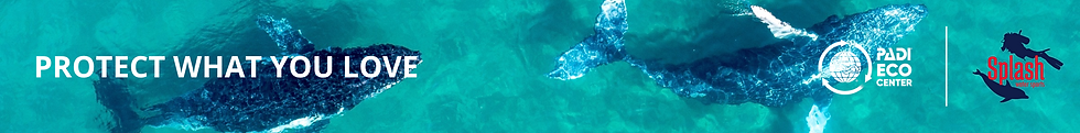 Protect What You Love | PADI ECO