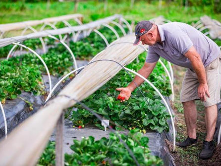 AGRICULTURA COM A FORÇA DAS ROCHAS