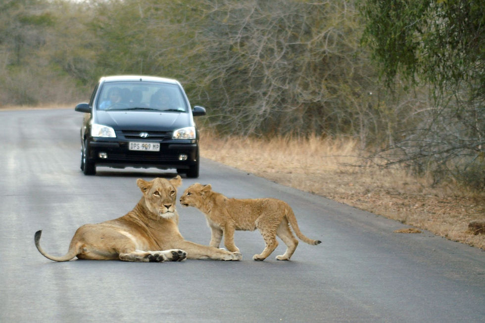 Parc Kruger
