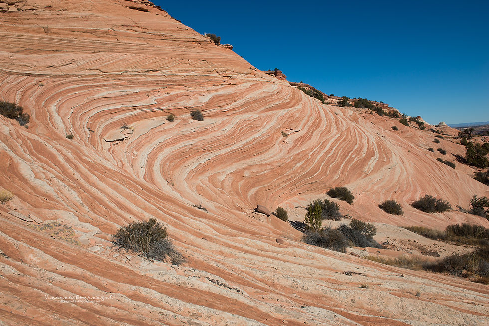 Peppermint wave