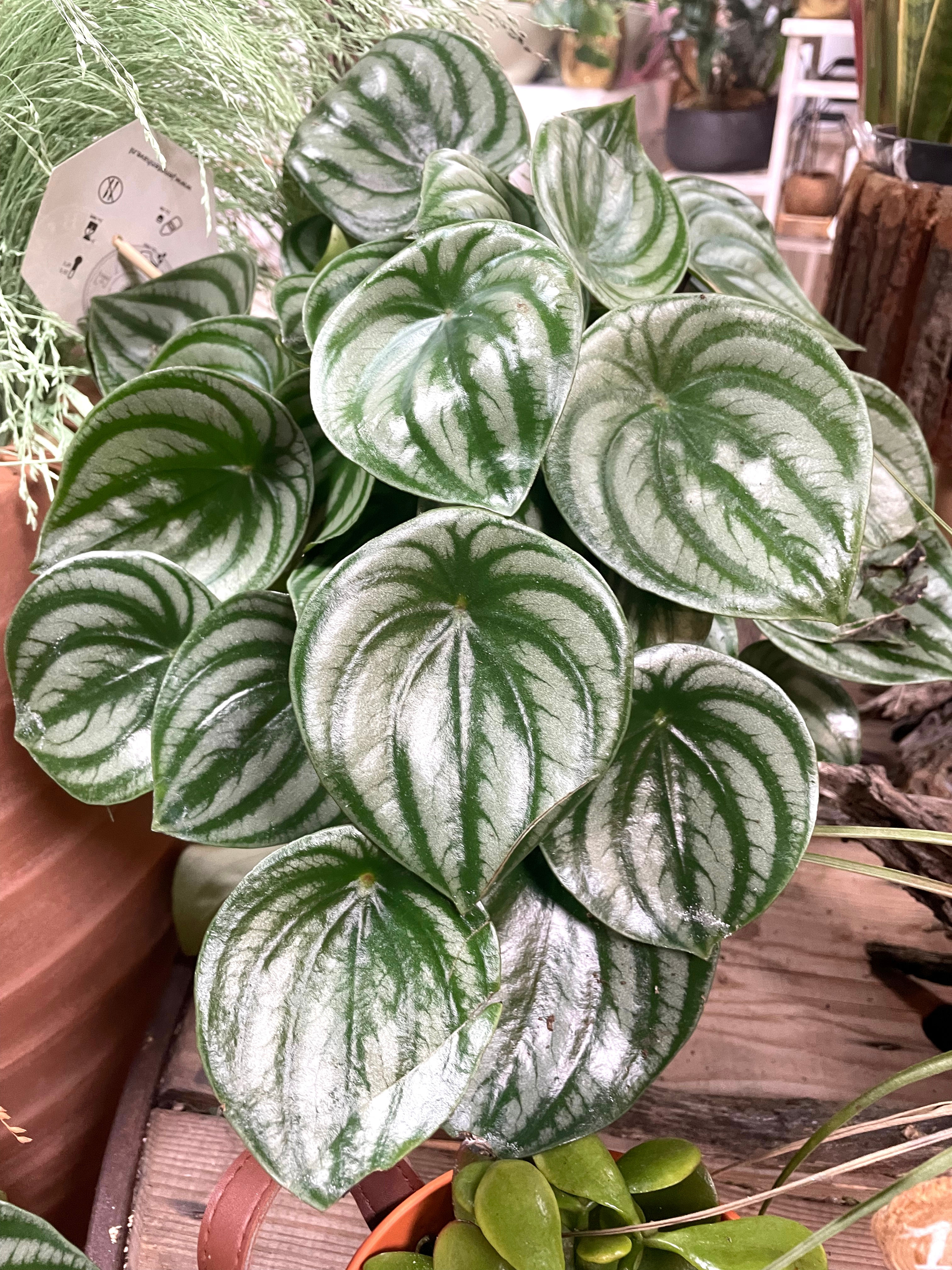 Peperomia watermelon 