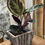 Miniature : Calathea