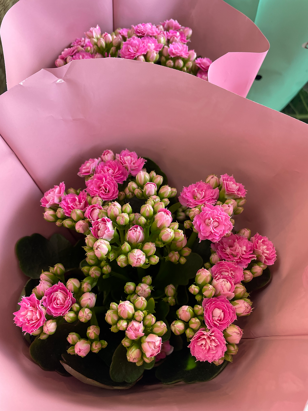 Miniature : Kalanchoe double 