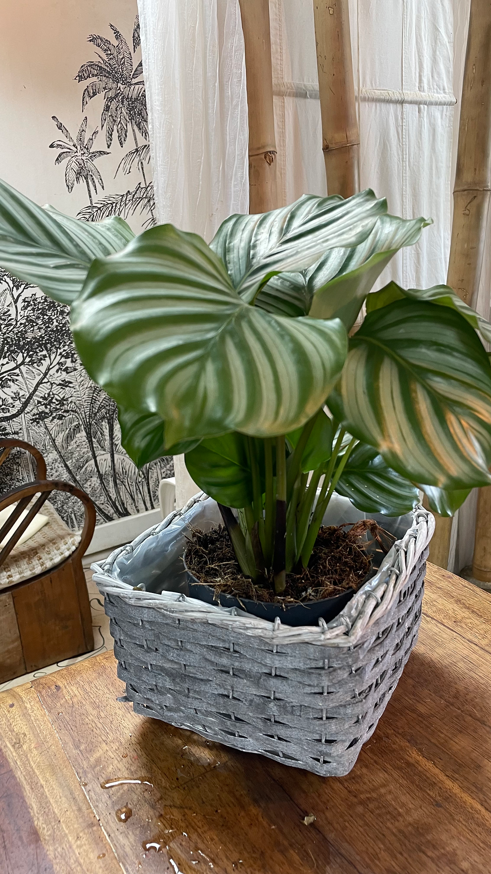 Miniature : Calathea