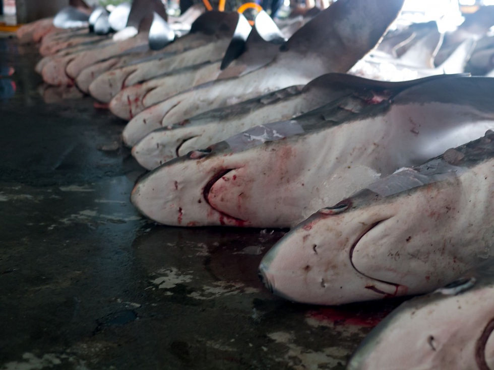 Taiwan Holidays Fish Auction (2 of 7)