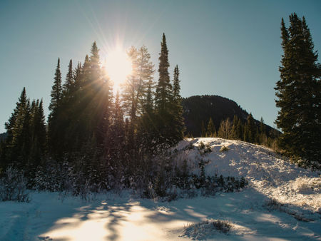 Mountain with snow and pine trees